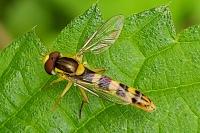 Sphaerophoria scripta