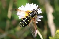 Chrysotoxum