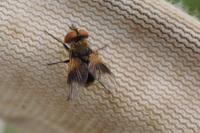 Ectophasia crassipennis