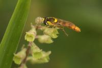 Sphaerophoria scripta