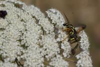 Chrysotoxum festivum