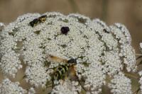 Chrysotoxum festivum