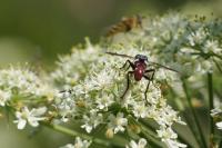 Cylindromyia bicolor