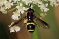 Chrysotoxum bicinctum