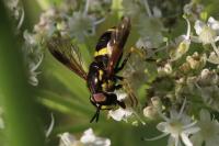 Chrysotoxum bicinctum