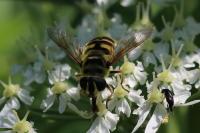 Myathropa florea