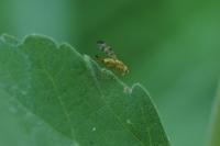 Terellia tussilaginis