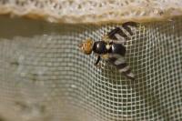 Urophora quadrifasciata