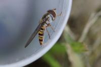 Episyrphus balteatus