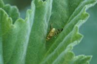Terellia tussilaginis