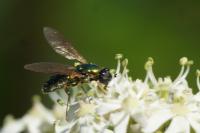 Chloromyia formosa