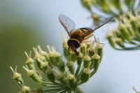 Syrphus ribesii