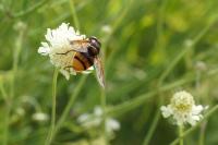 Volucella