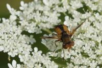 Ectophasia crassipennis
