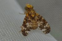 Oxyna flavipennis