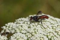 Cylindromyia bicolor