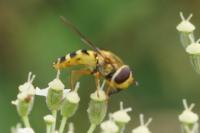 Syrphus ribesii