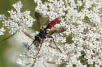 Cylindromyia bicolor