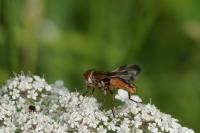 Ectophasia crassipennis