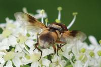 Ectophasia crassipennis