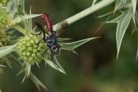 Cylindromyia bicolor