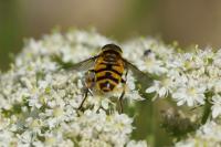 Myathropa florea