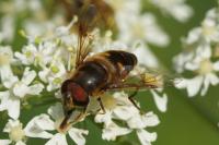 Eristalis pertinax