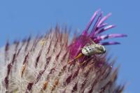 Terellia longicauda