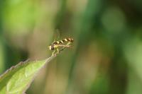 Sphaerophoria scripta