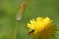 Episyrphus balteatus