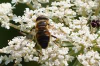 Eristalis tenax