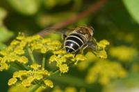Eristalis arbustorum