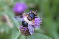 Volucella pellucens