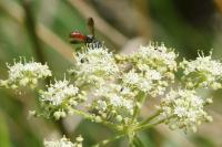 Cylindromyia