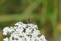 Ectophasia crassipennis