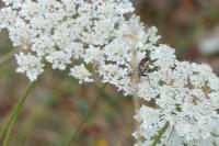 Cylindromyia
