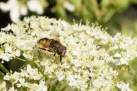 Eristalis tenax