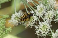Myathropa florea