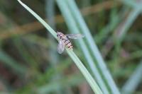 Episyrphus balteatus