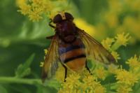 Volucella