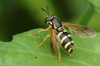 Chrysotoxum festivum