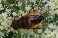 Eristalis pertinax
