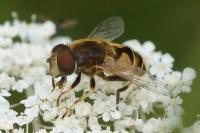 Eristalis arbustorum