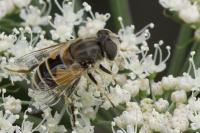 Eristalis arbustorum