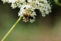 Myathropa florea