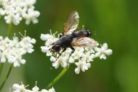 Eriothrix rufomaculata