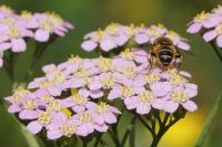 Eristalis tenax