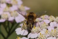 Eristalis tenax