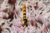 Sphaerophoria scripta