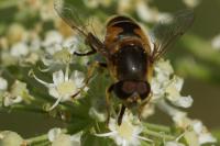 Eristalis arbustorum
